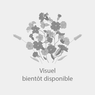 Aucune image disponible